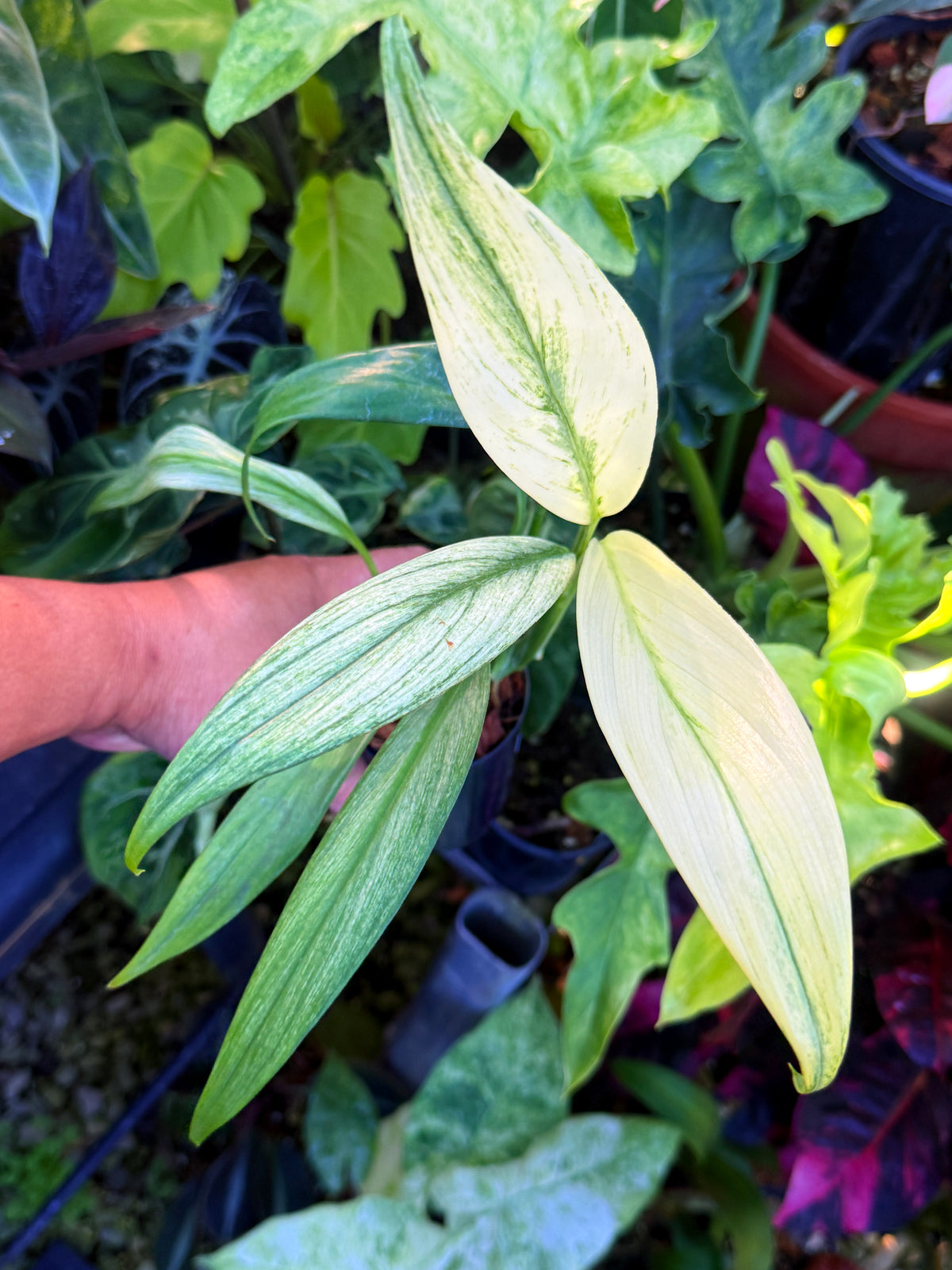 Epipremnum amplissimum 'Silver Variegata' S81