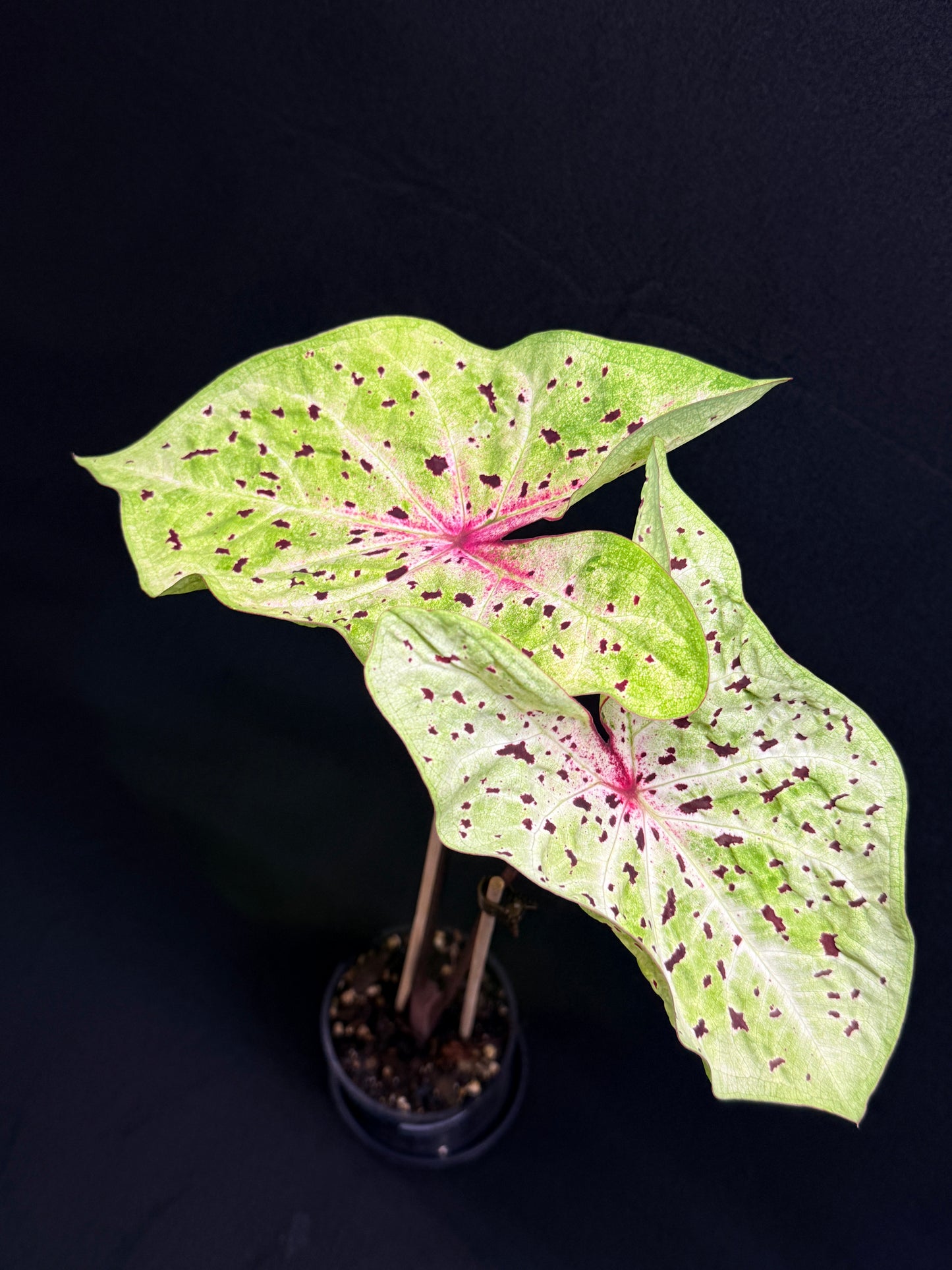 Caladium 'Miss Muffet' (Large) G55