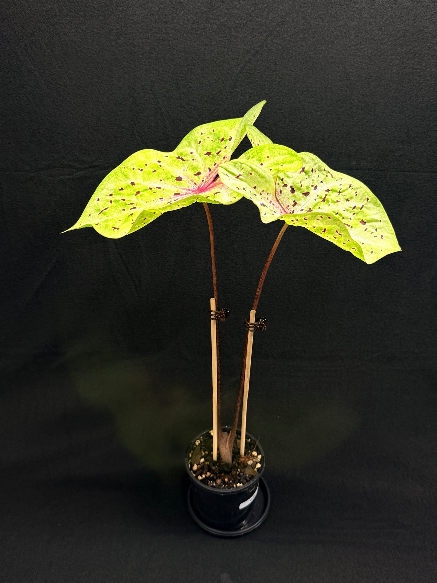 Caladium 'Miss Muffet' (Large) G55