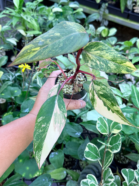 Philodendron 'Strawberry Shake' M63