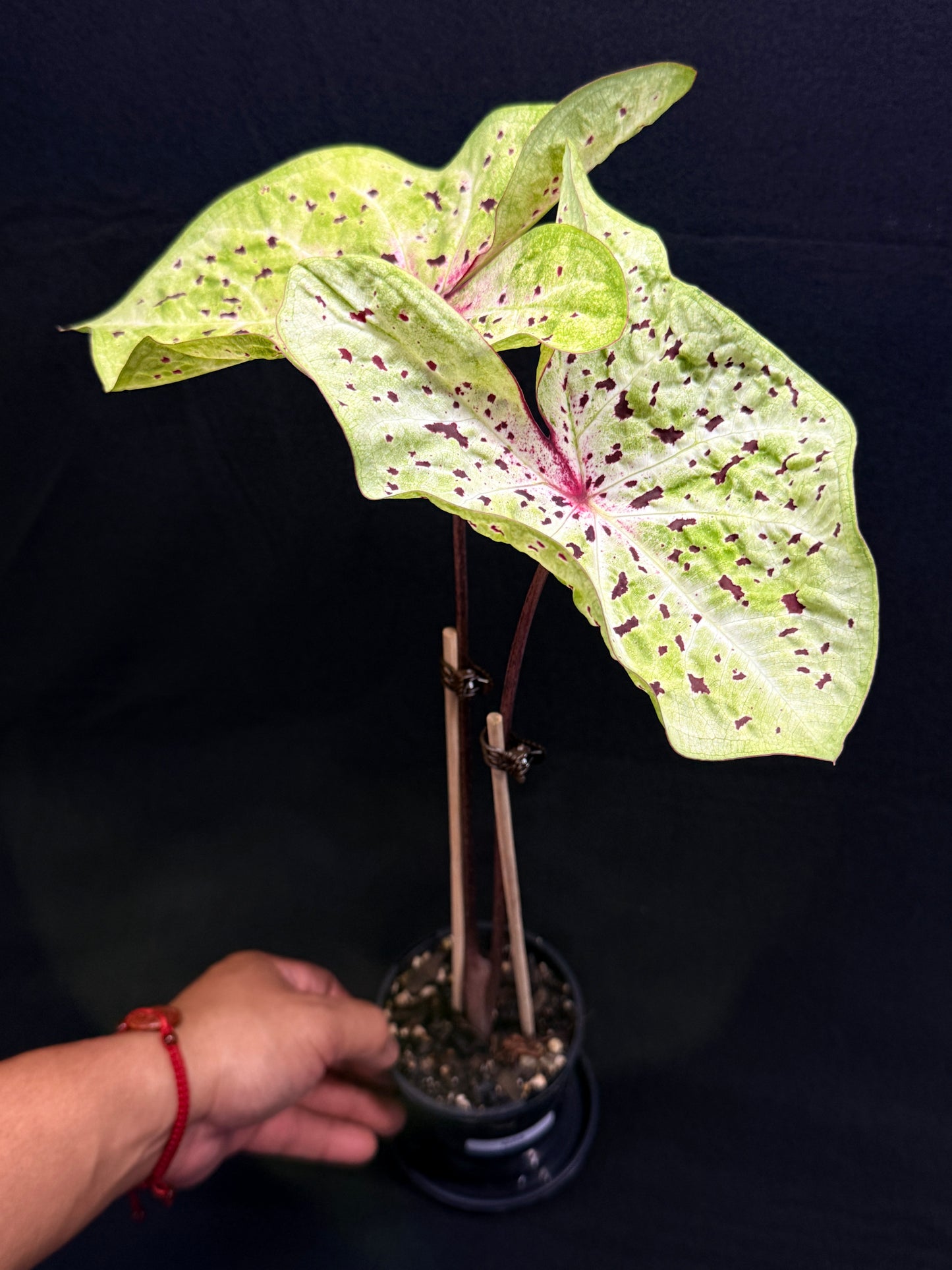 Caladium 'Miss Muffet' (Large) G55