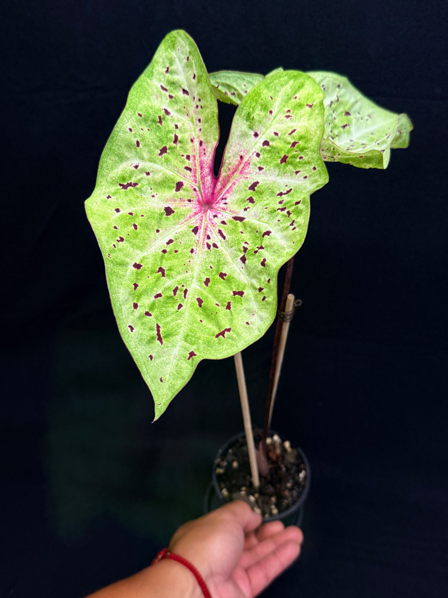 Caladium 'Miss Muffet' (Large) G55