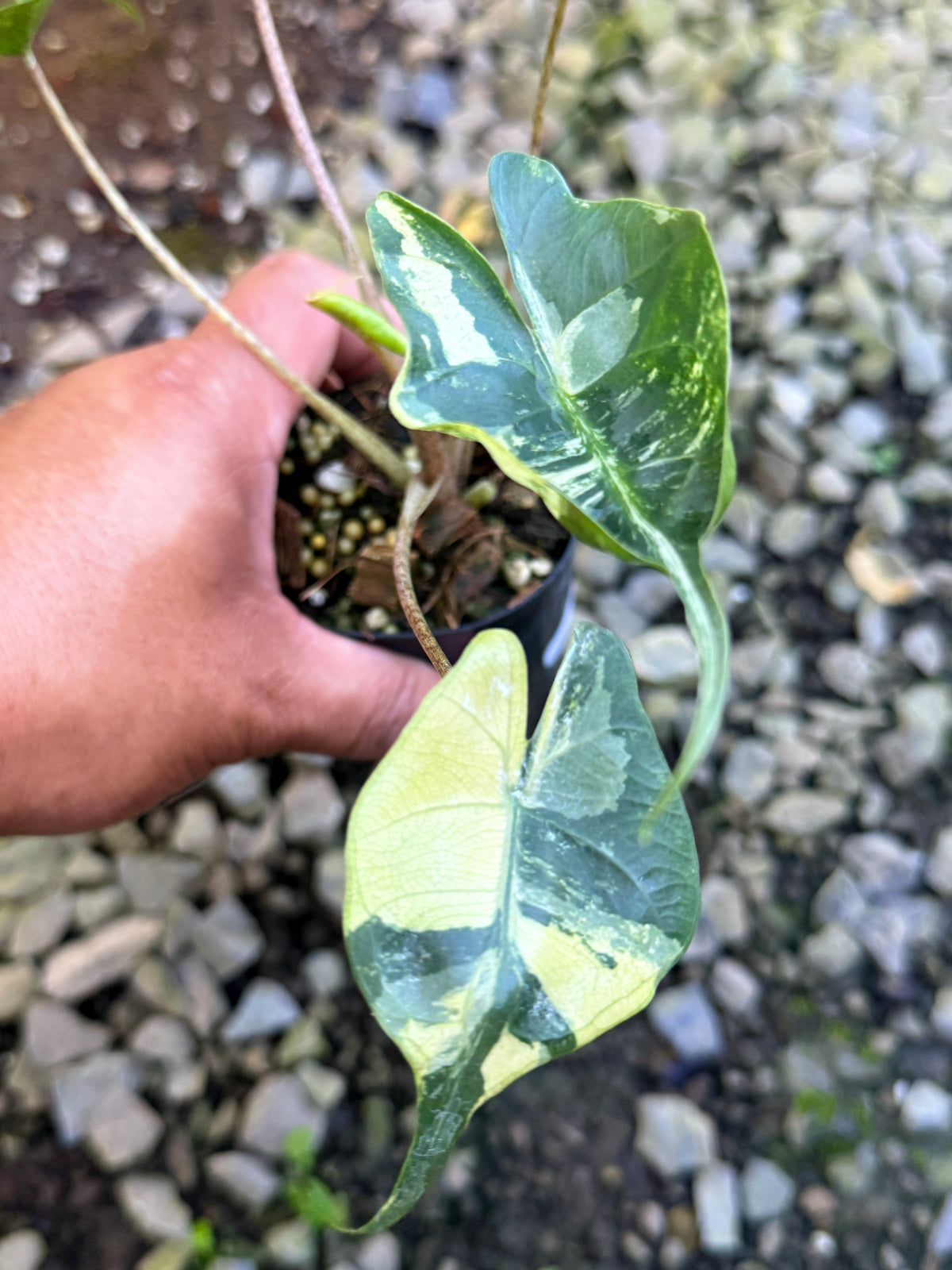 Alocasia macrorrhizos 'Stingray Aurea' Variegata S83
