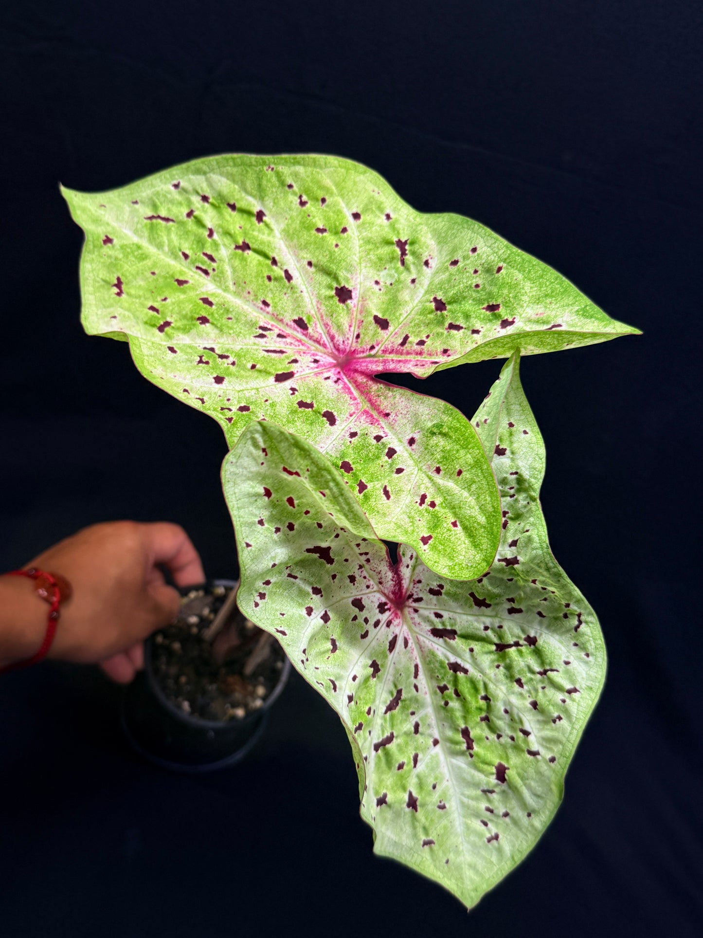 Caladium 'Miss Muffet' (Large) G55