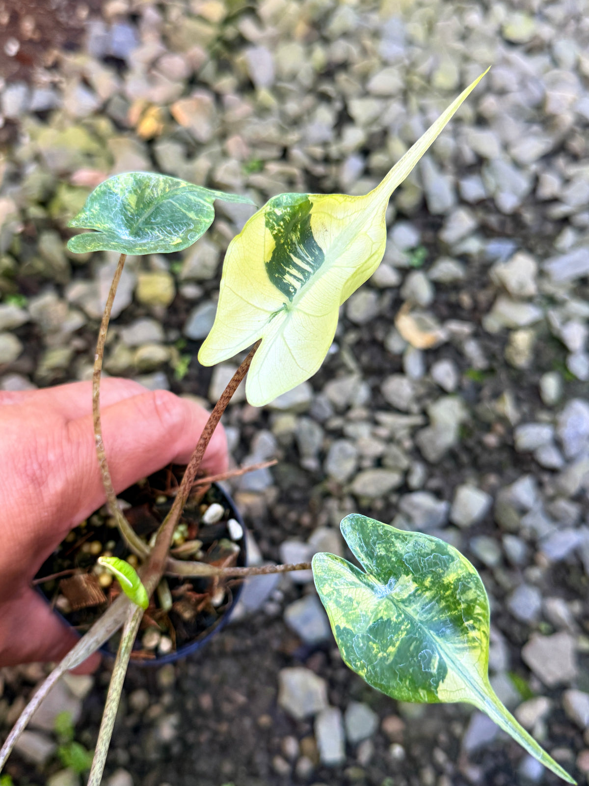 Alocasia macrorrhizos 'Stingray Aurea' Variegata S83