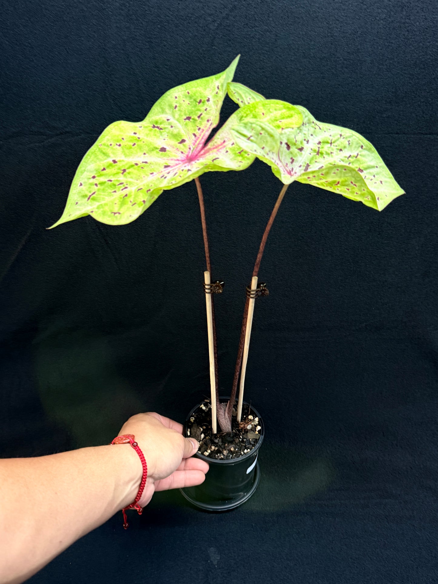 Caladium 'Miss Muffet' (Large) G55