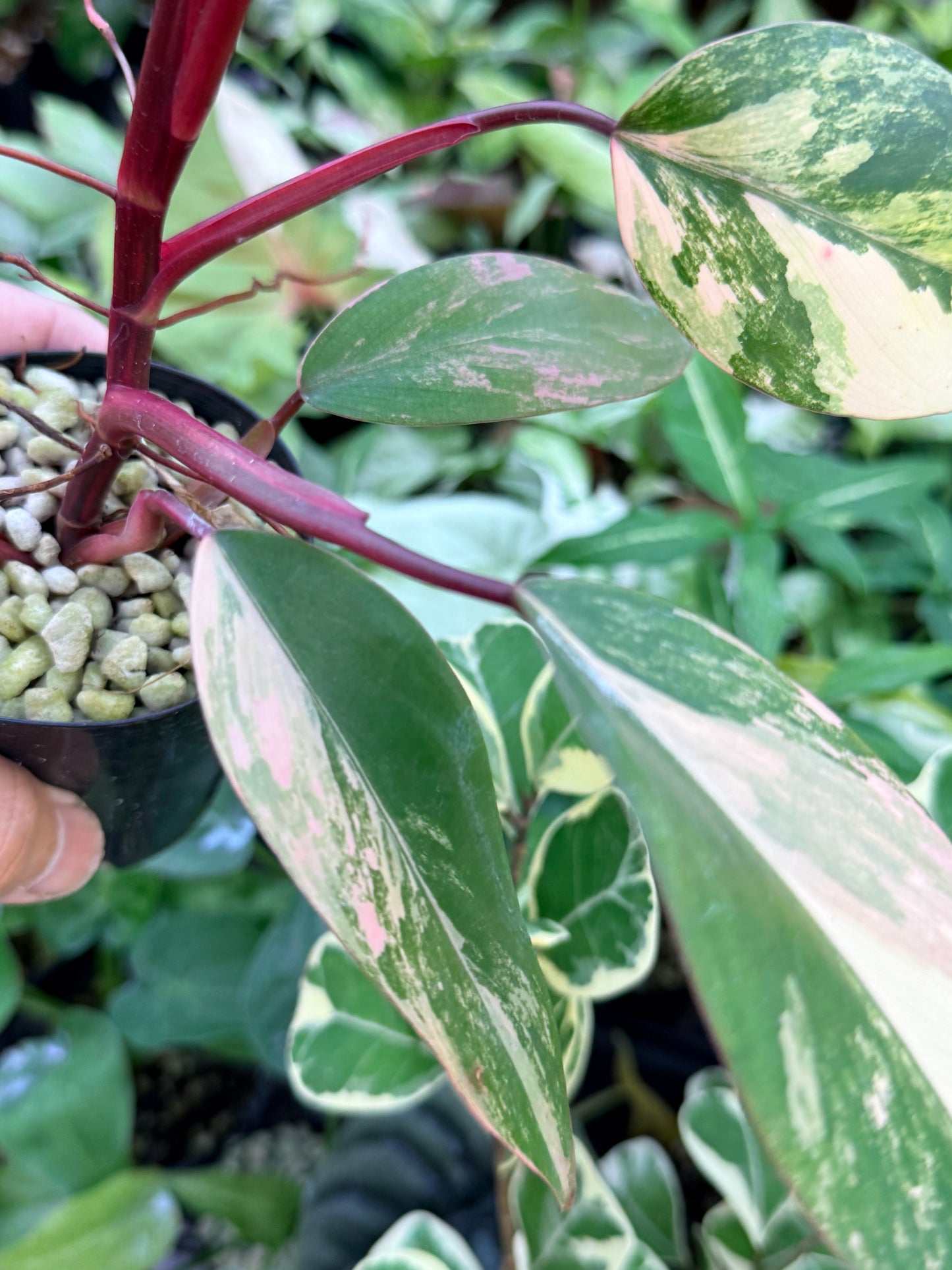 Philodendron 'Strawberry Shake' M63