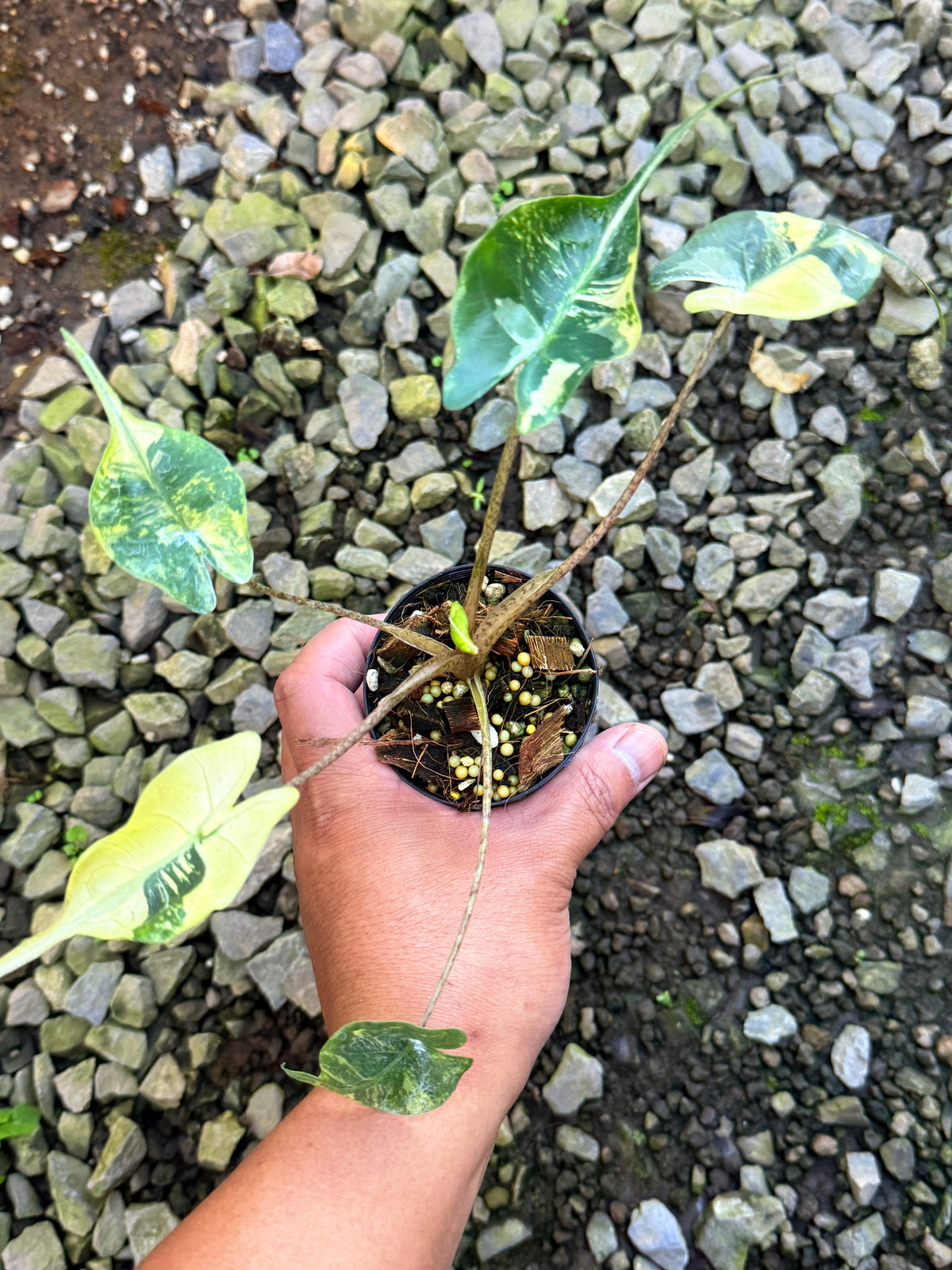 Alocasia macrorrhizos 'Stingray Aurea' Variegata S83