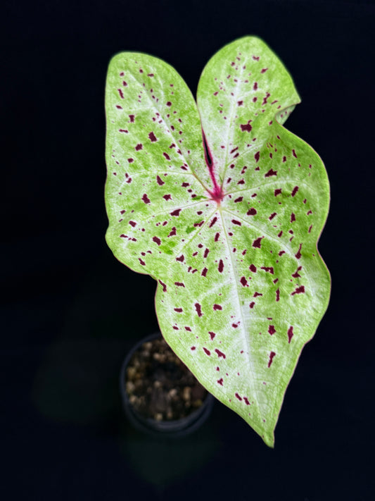 Caladium 'Miss Muffet' (Small) O3