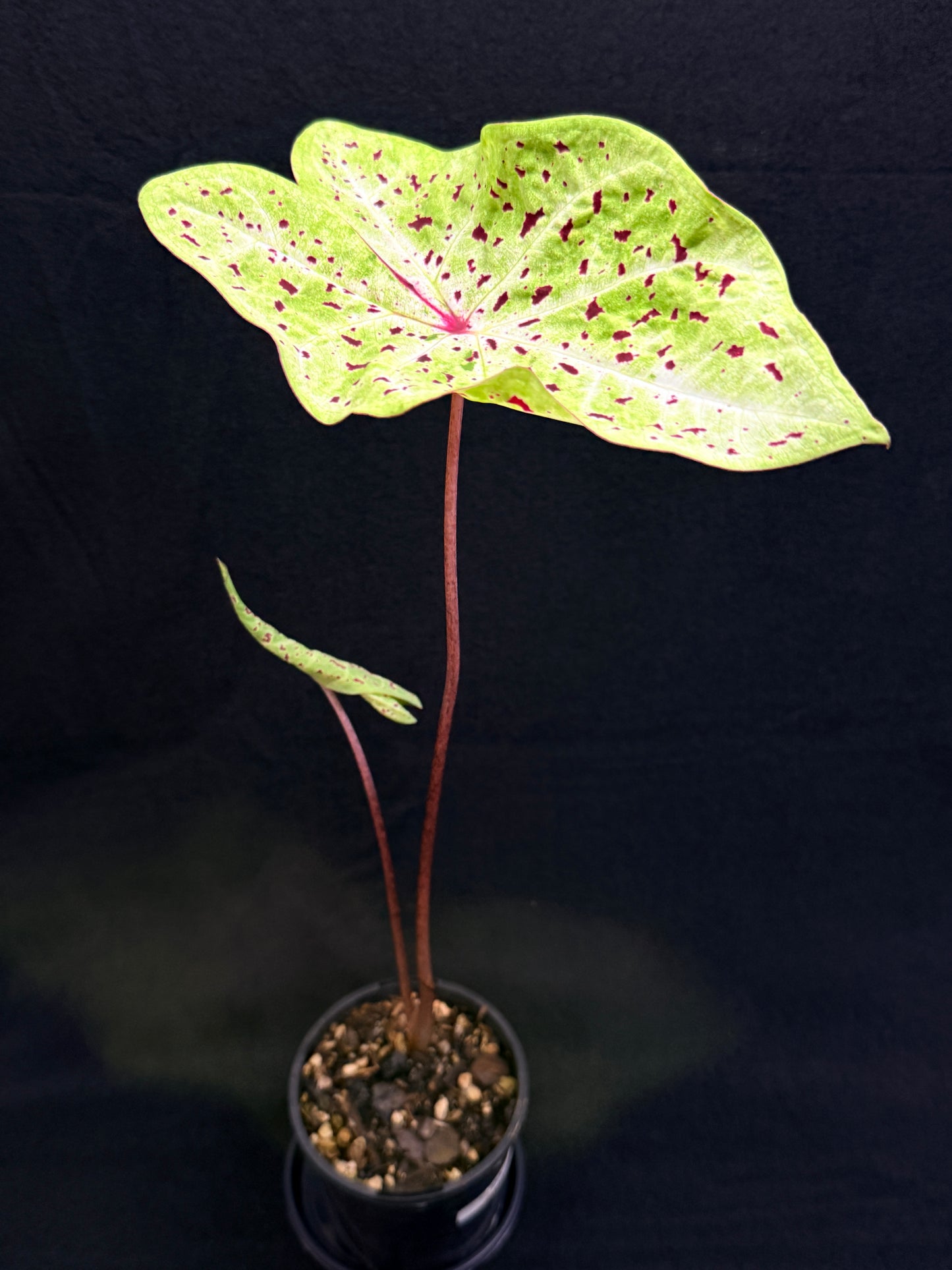 Caladium 'Miss Muffet' (Small) O3
