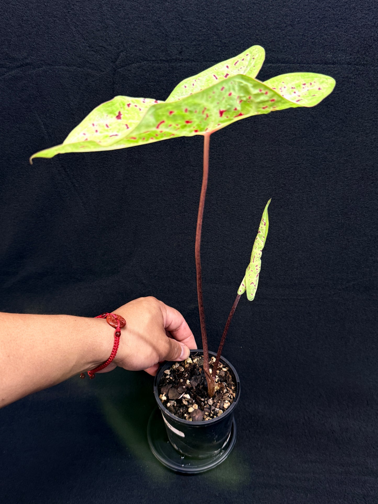 Caladium 'Miss Muffet' (Small) O3
