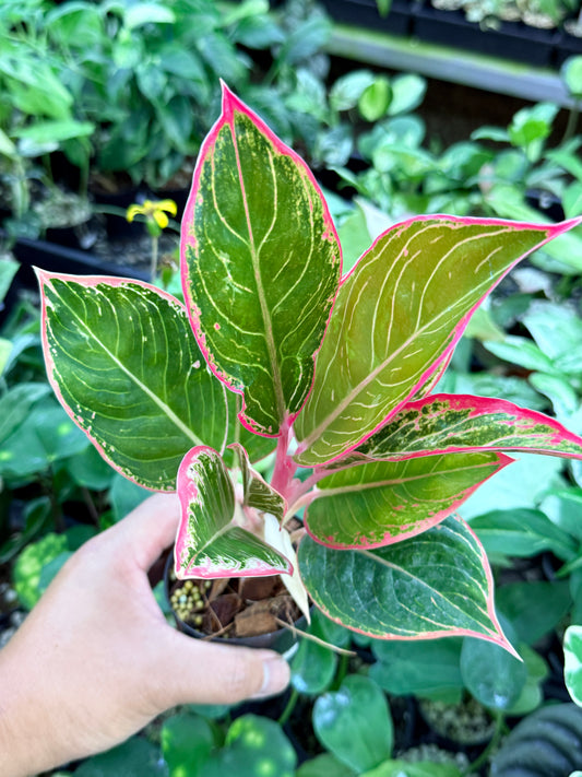 Aglaonema 'Pink Lady' K30