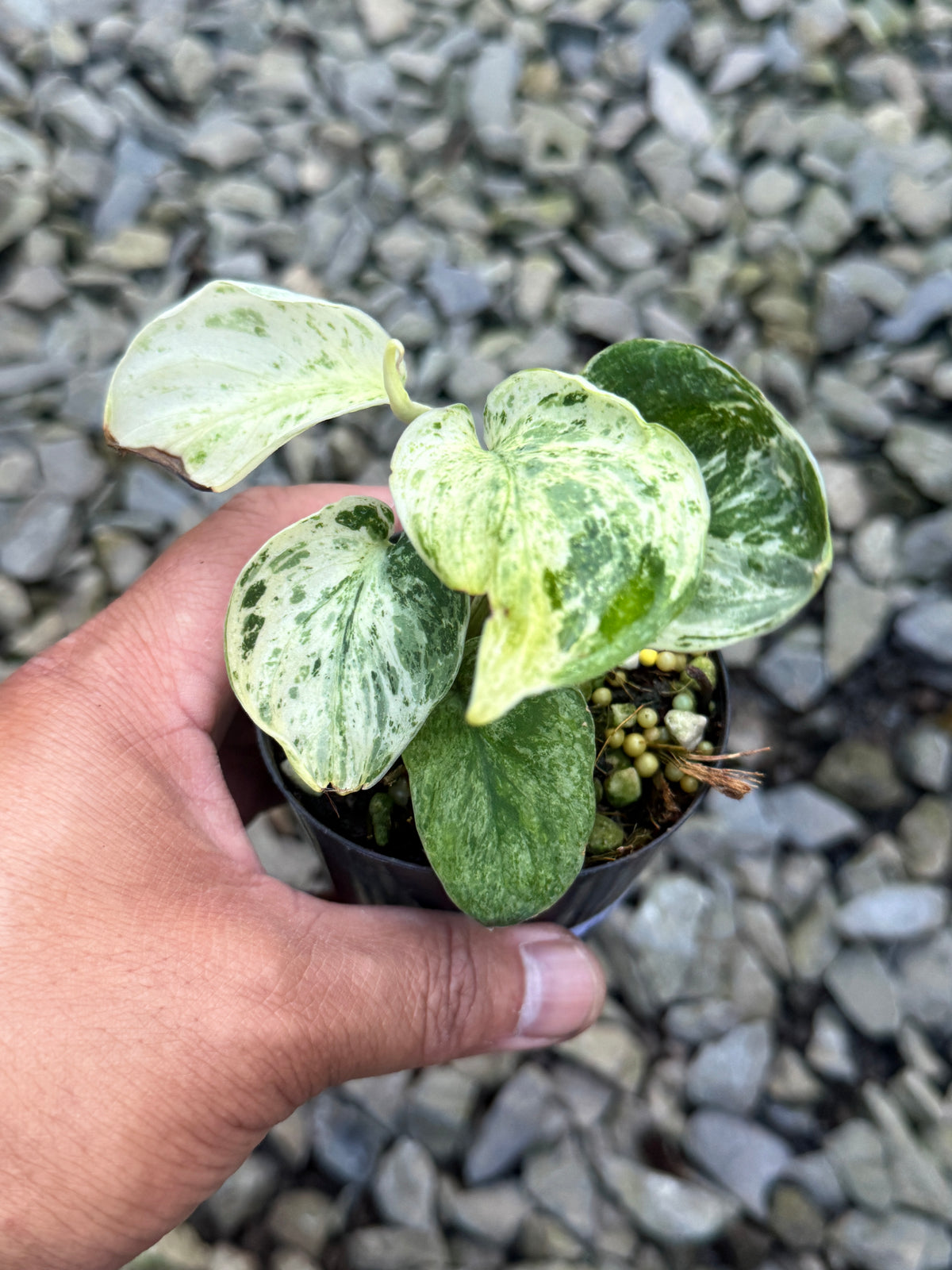 Scindapsus 'Jade Satin Marble' Variegata S40