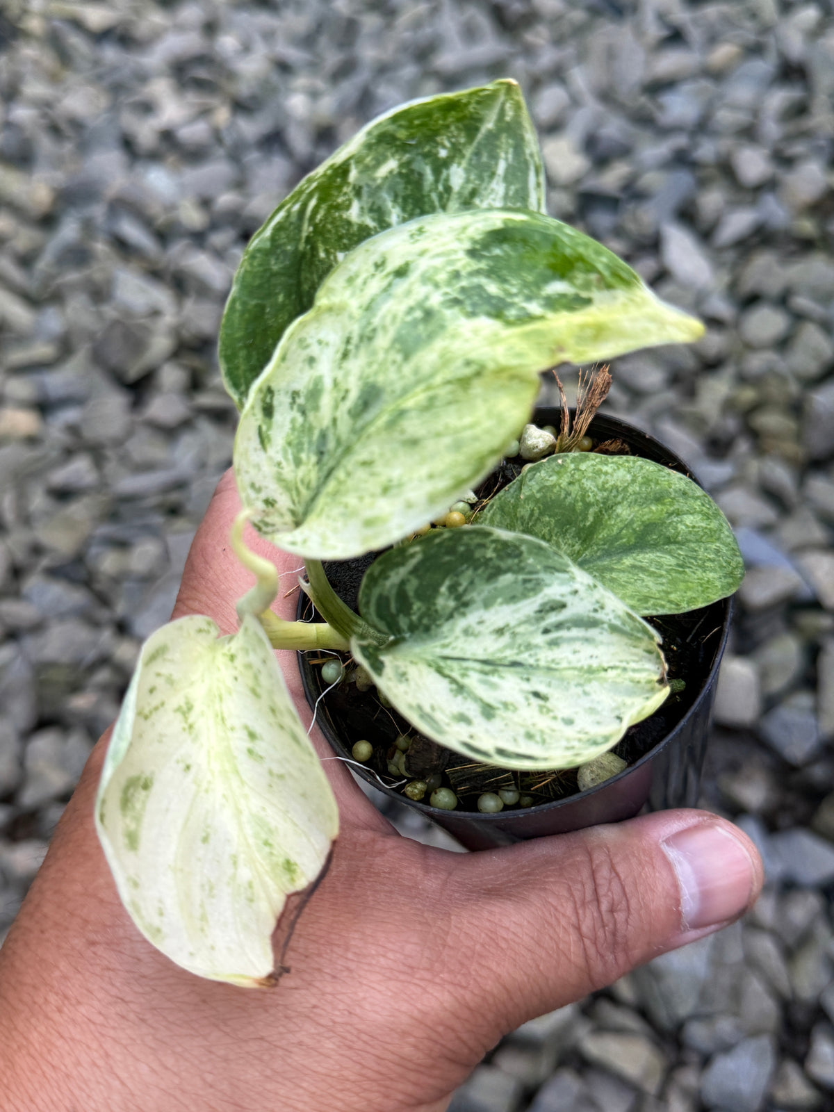 Scindapsus 'Jade Satin Marble' Variegata S40