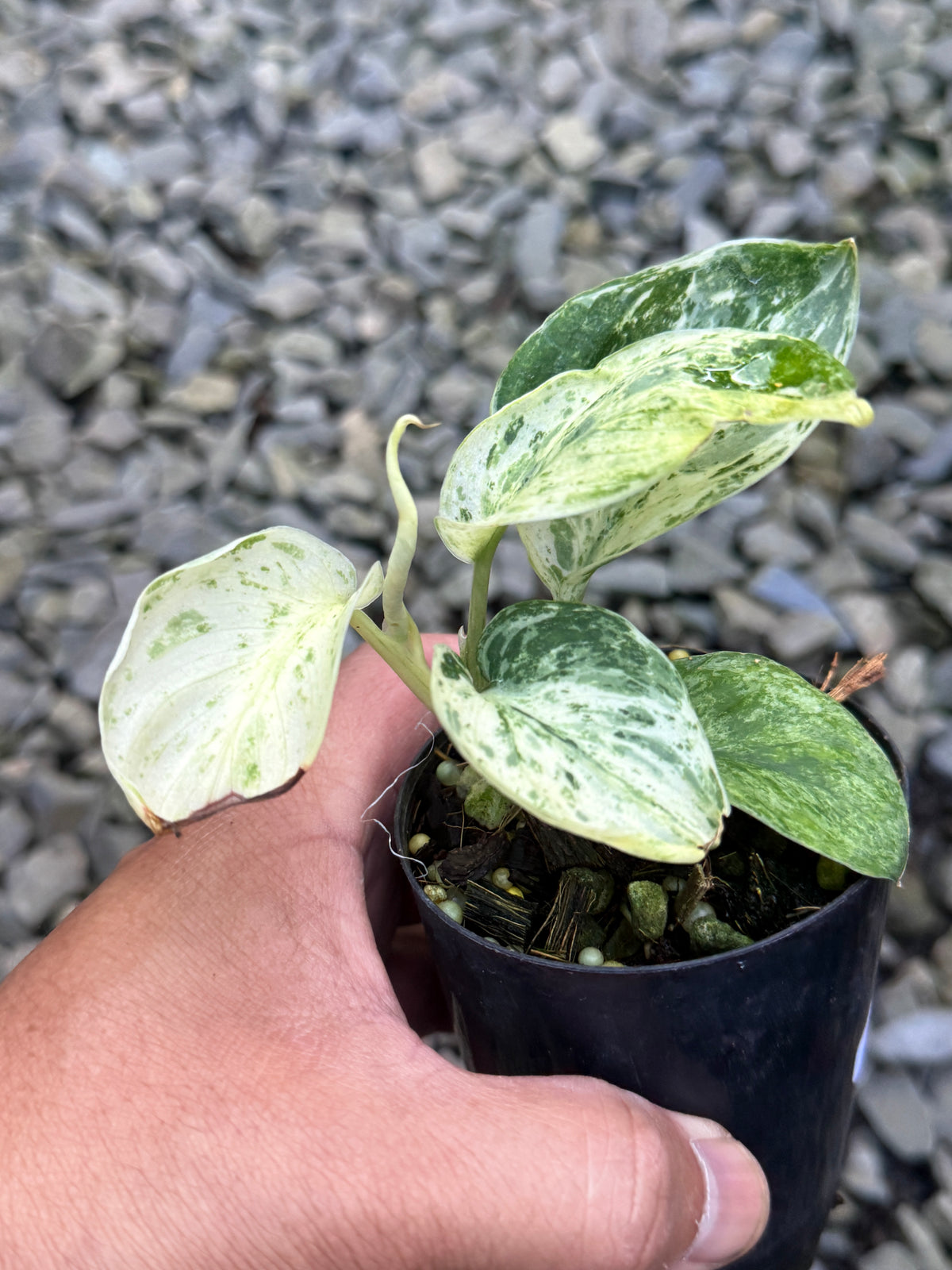 Scindapsus 'Jade Satin Marble' Variegata S40