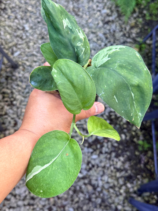 Scindapsus 'Pictus Silver Splash Variegata' S41
