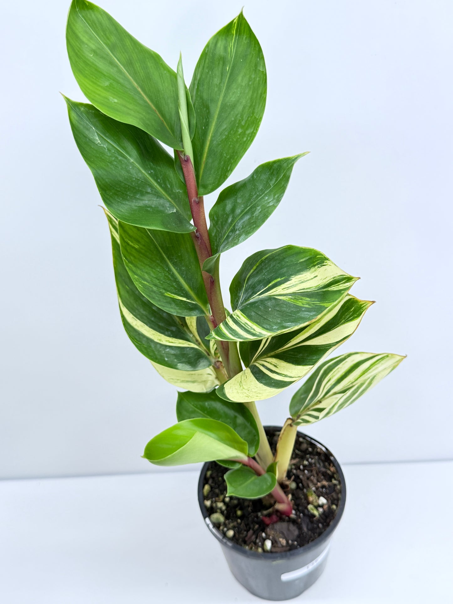 Pleuranthodium schlecteri - Variegated Dwarf Ginger T35