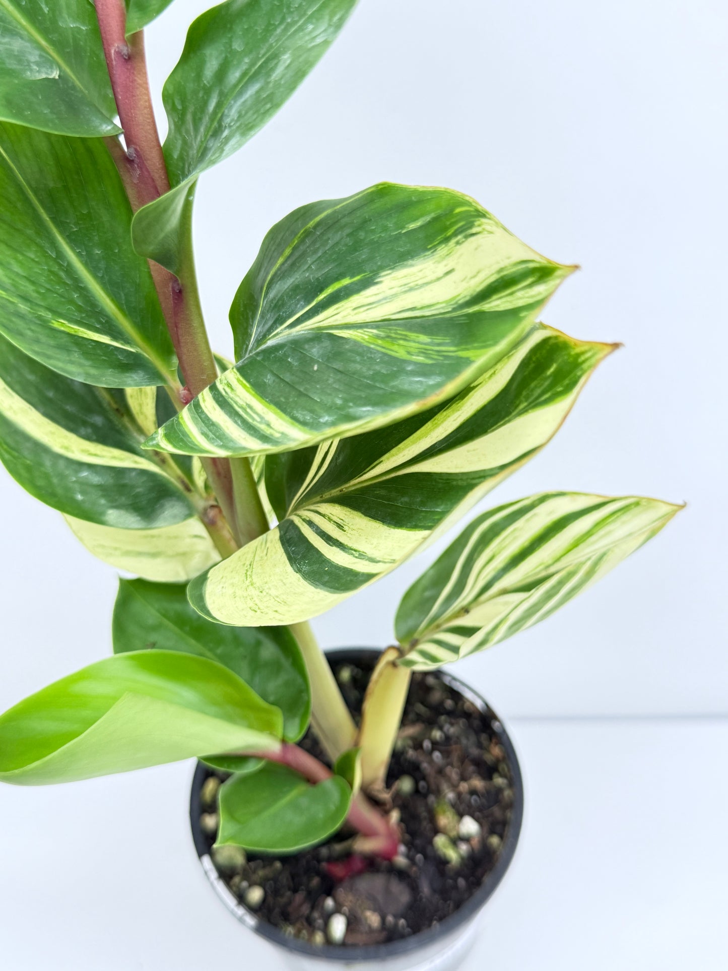 Pleuranthodium schlecteri - Variegated Dwarf Ginger T35