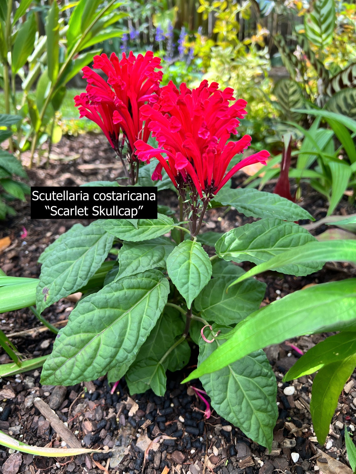 Scutellaria costaricana 'Scarlet Skullcap' - Best Plant in Stock.