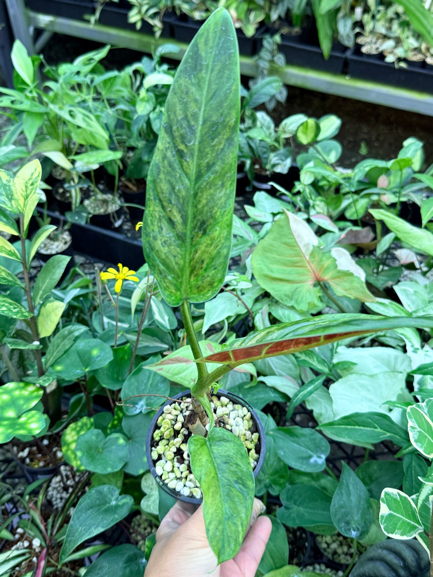 Philodendron 'Subhastatum' Variegata  M64