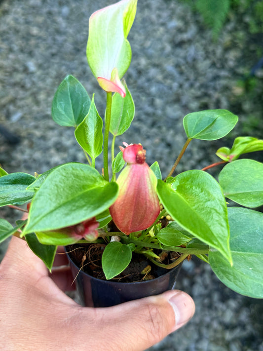 Anthurium 'Matata' S76