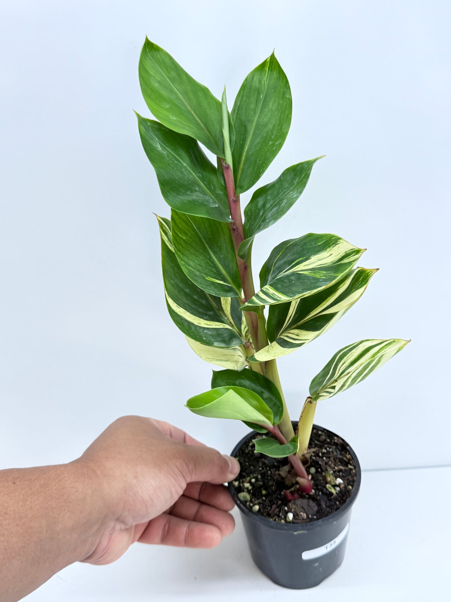 Pleuranthodium schlecteri - Variegated Dwarf Ginger T35