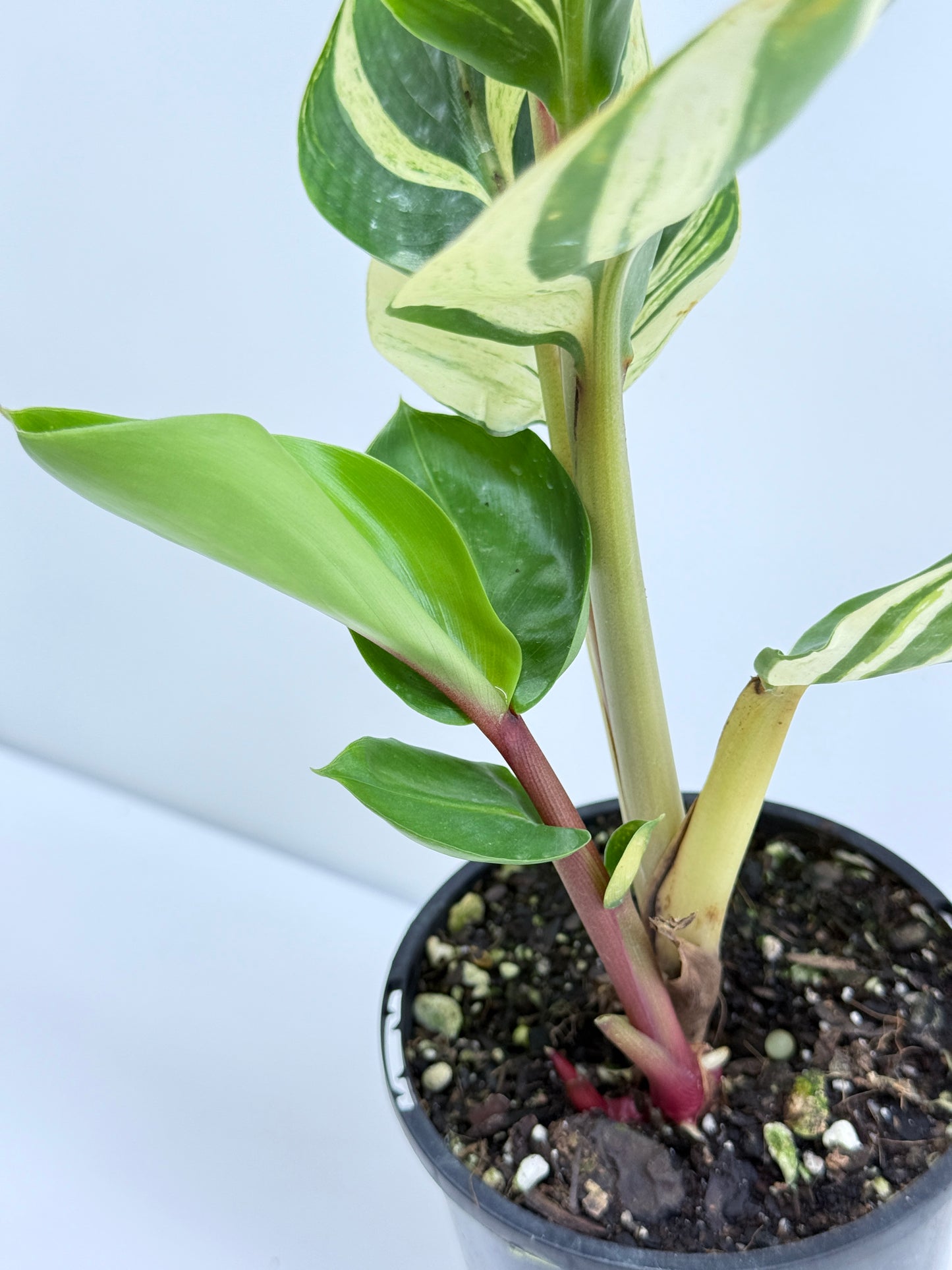 Pleuranthodium schlecteri - Variegated Dwarf Ginger T35