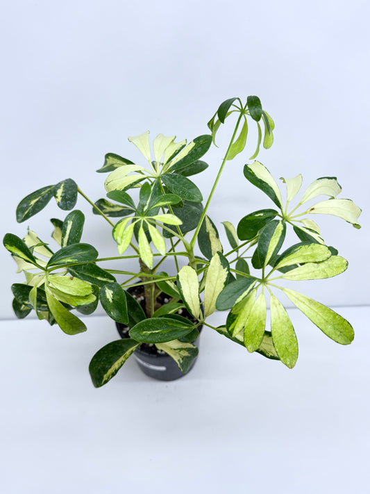 Schefflera Madame de Smet - Variegated Umbrella Plant T36
