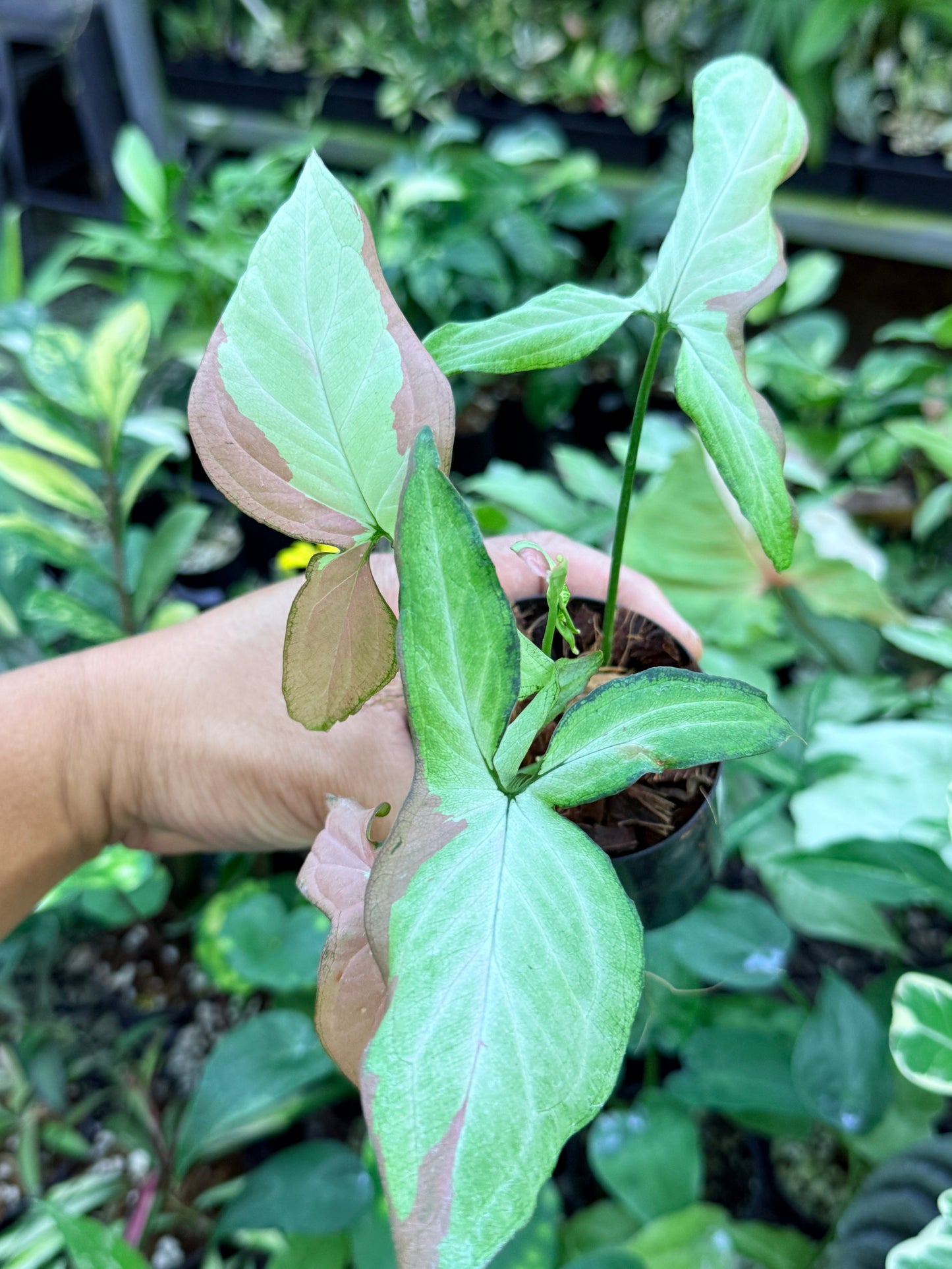 Syngonium 'Strawberry Milk' M70