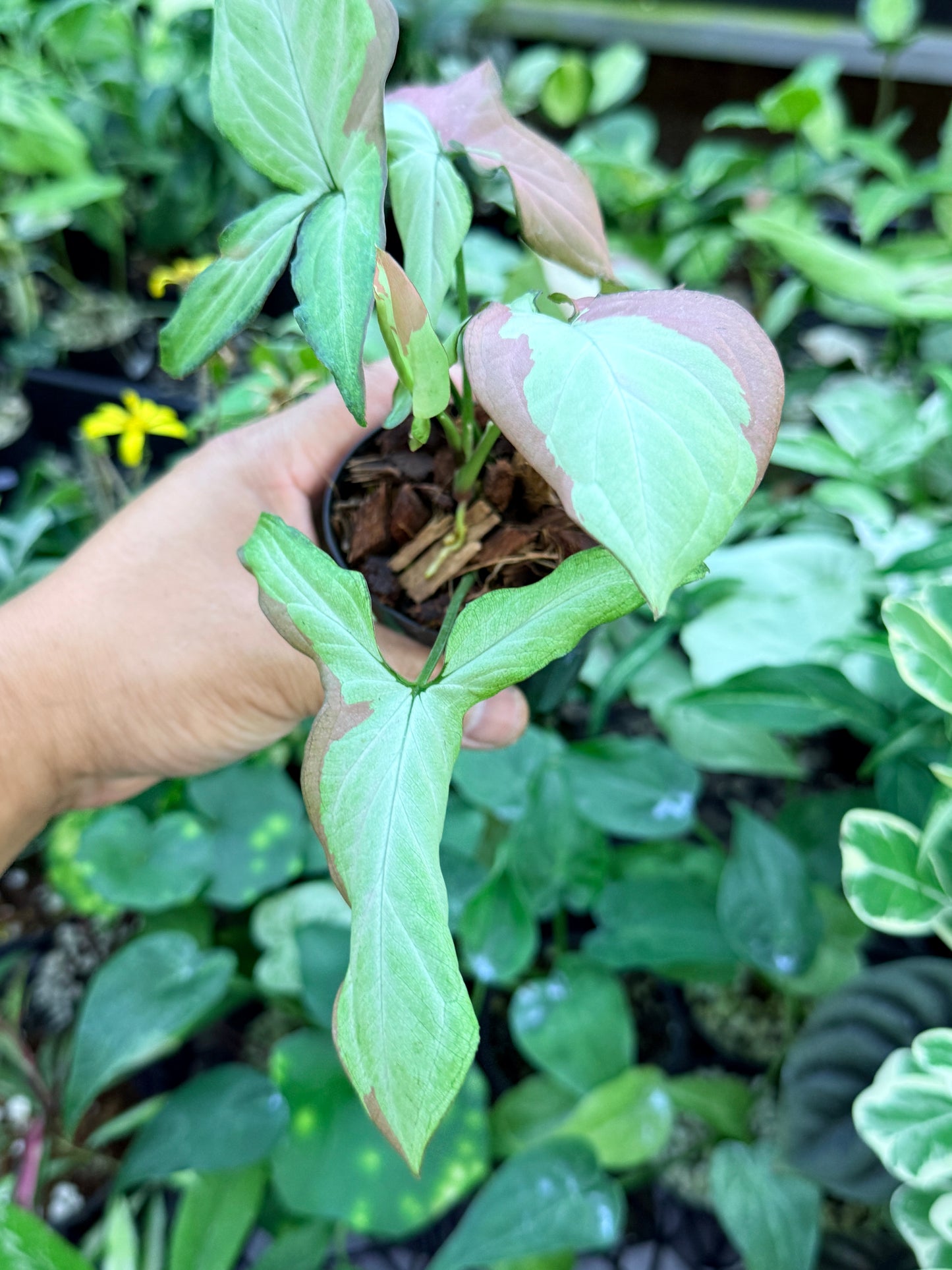 Syngonium 'Strawberry Milk' M70