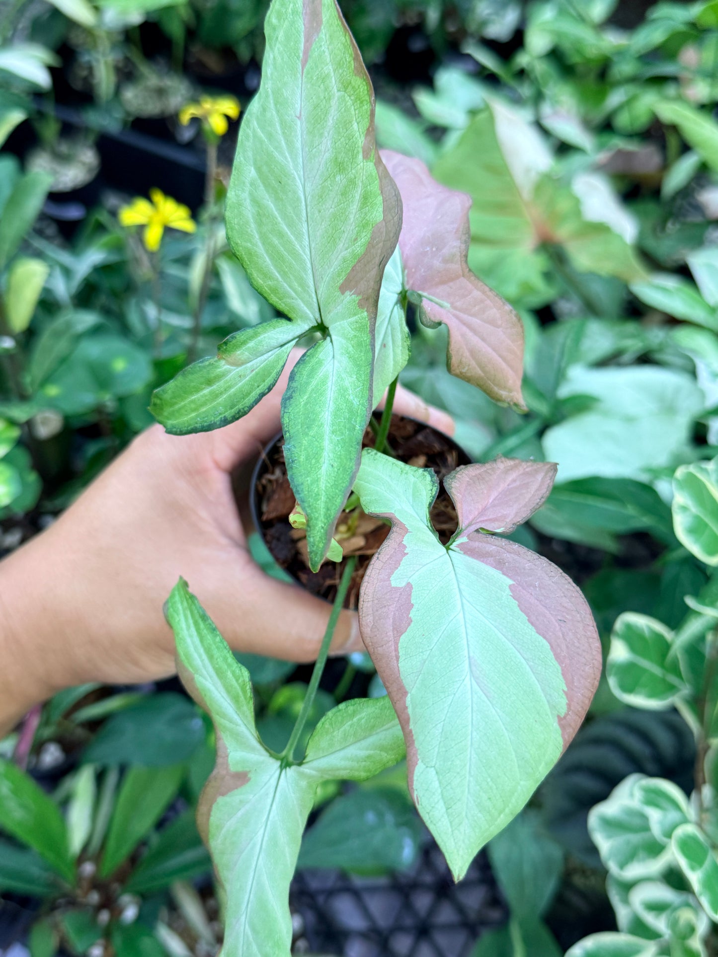 Syngonium 'Strawberry Milk' M70