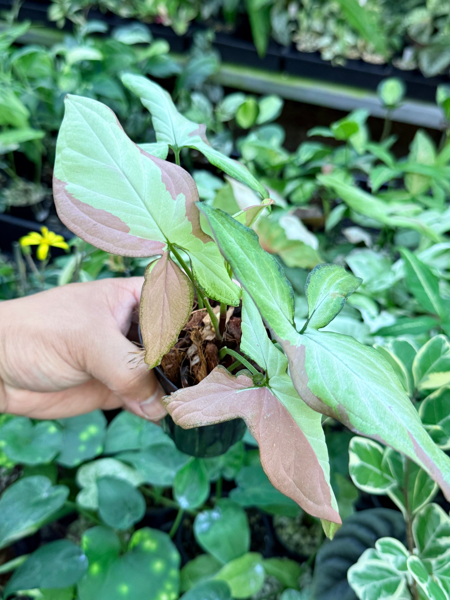 Syngonium 'Strawberry Milk' M70