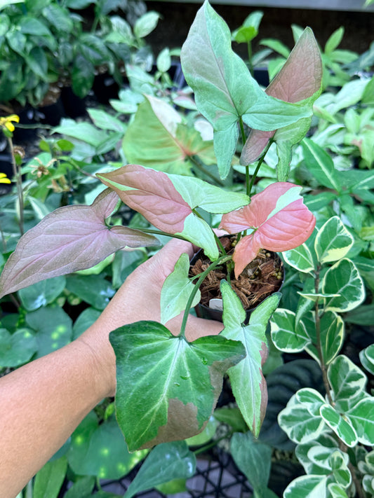 Syngonium 'Strawberry Milk' M73