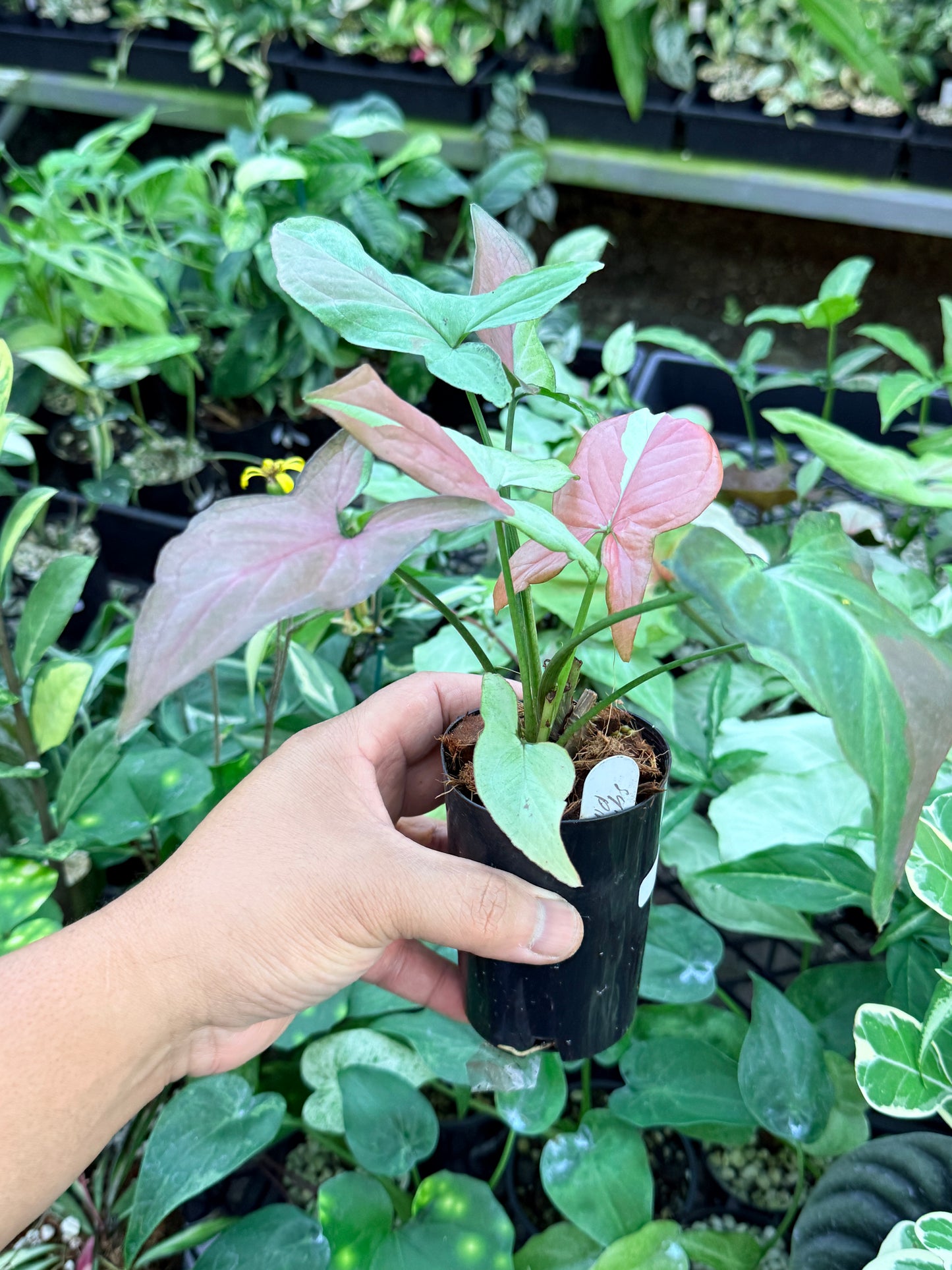 Syngonium 'Strawberry Milk' M73