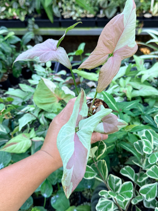 Syngonium 'Strawberry Milk' M69