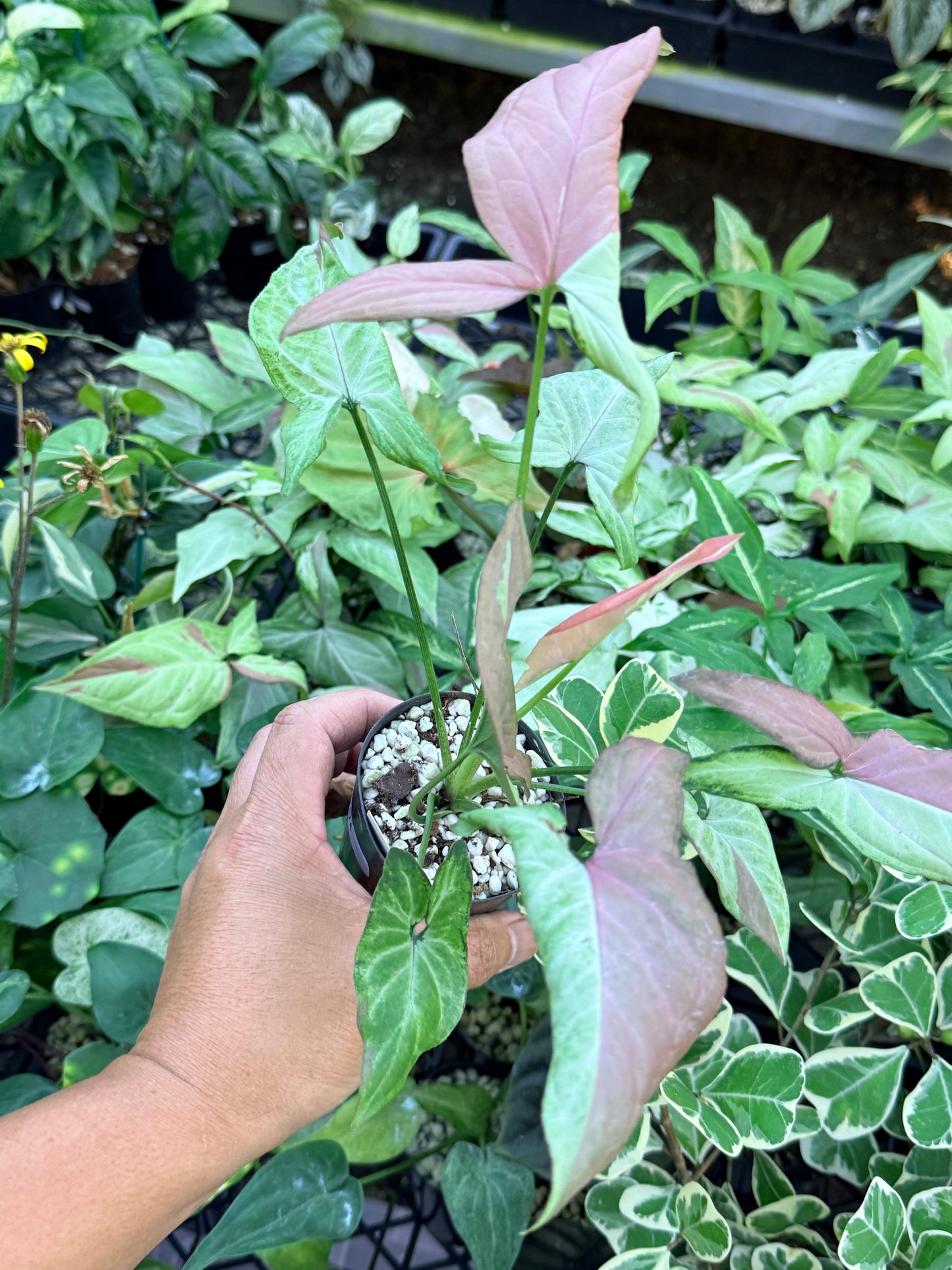 Syngonium 'Strawberry Milk' M74