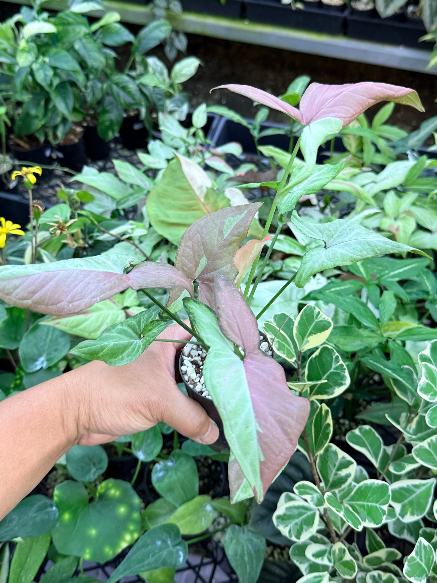 Syngonium 'Strawberry Milk' M74