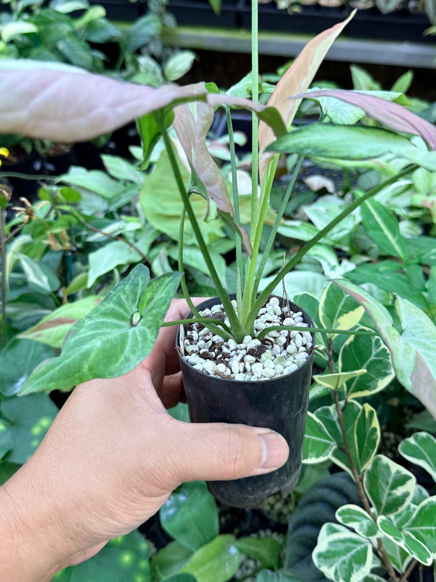 Syngonium 'Strawberry Milk' M74