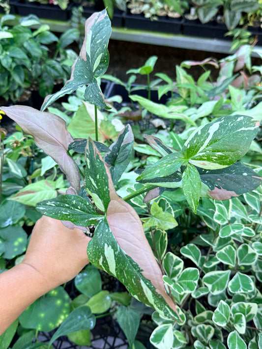 Syngonium 'Red Spot Tricolor' M76