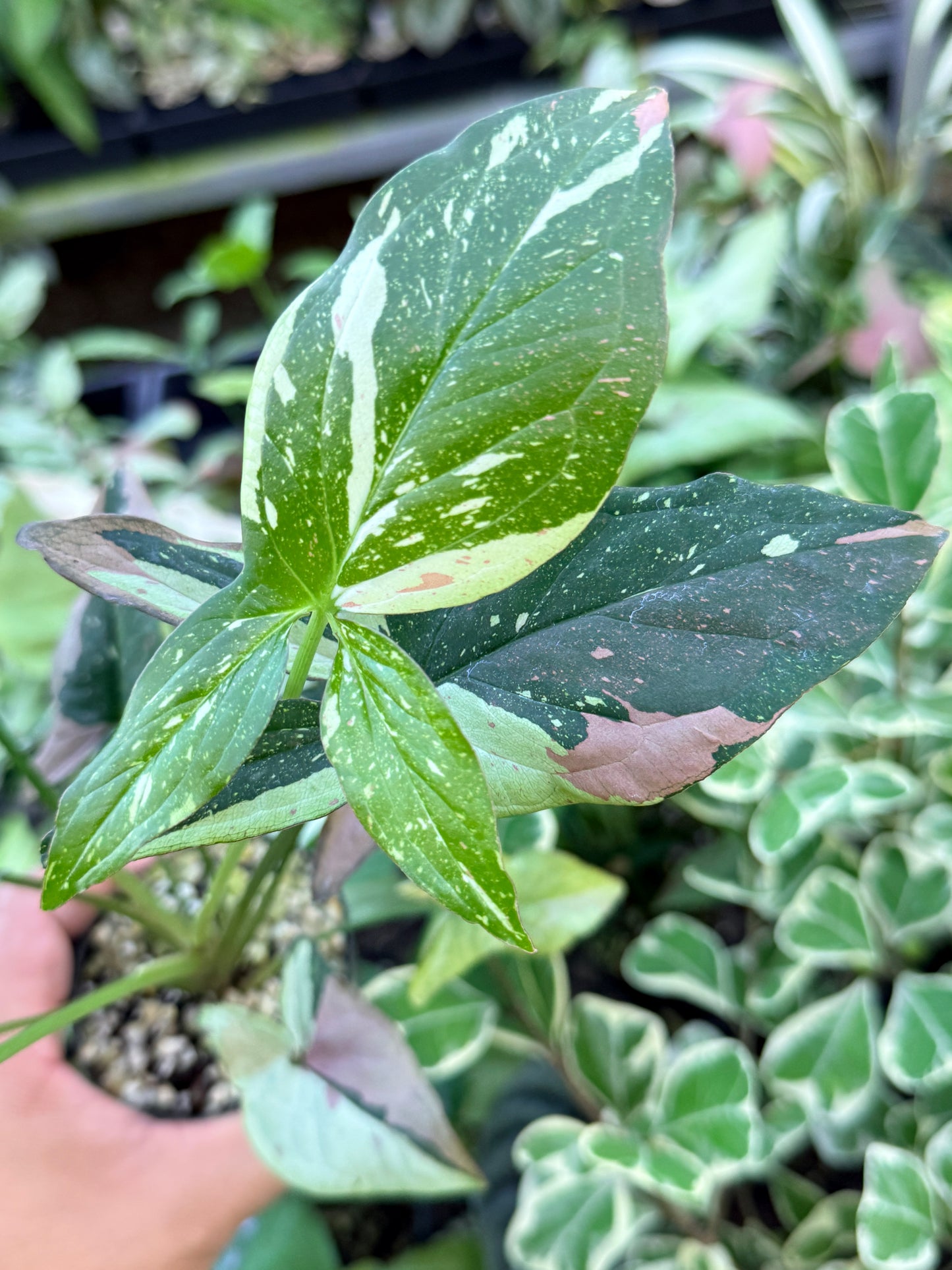 Syngonium 'Red Spot Tricolor' M76