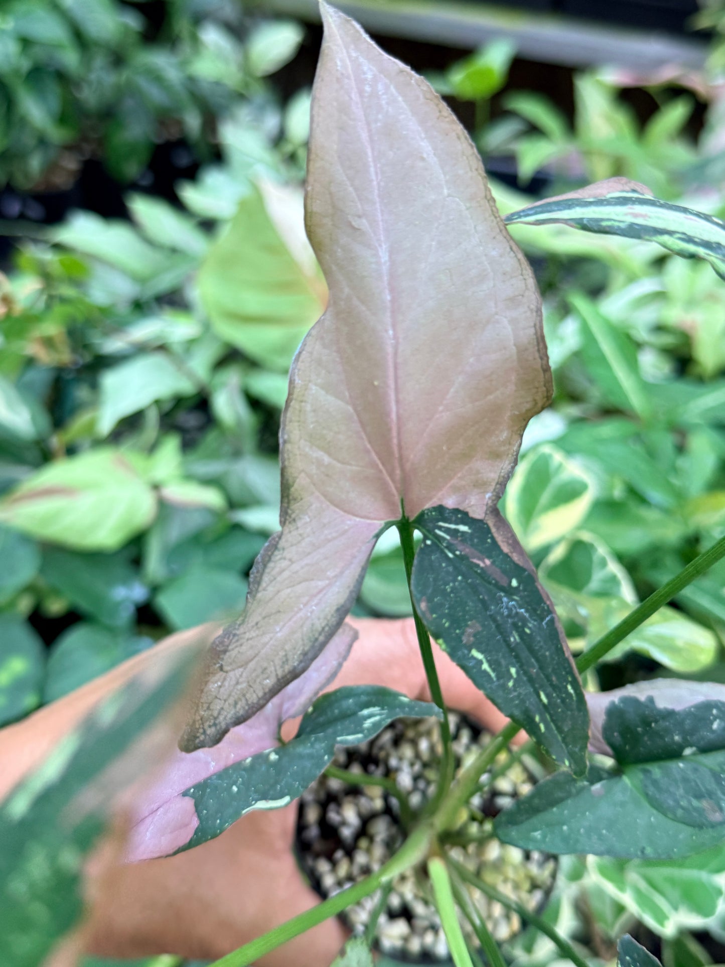 Syngonium 'Red Spot Tricolor' M76
