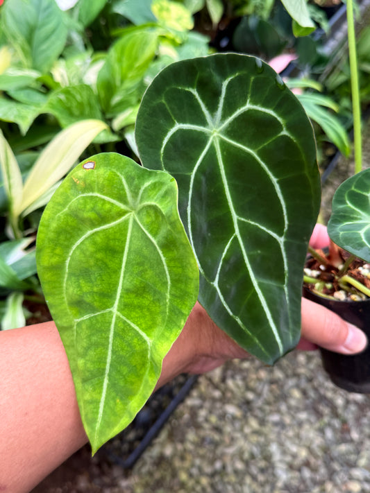 Anthurium 'Forgetii' T7