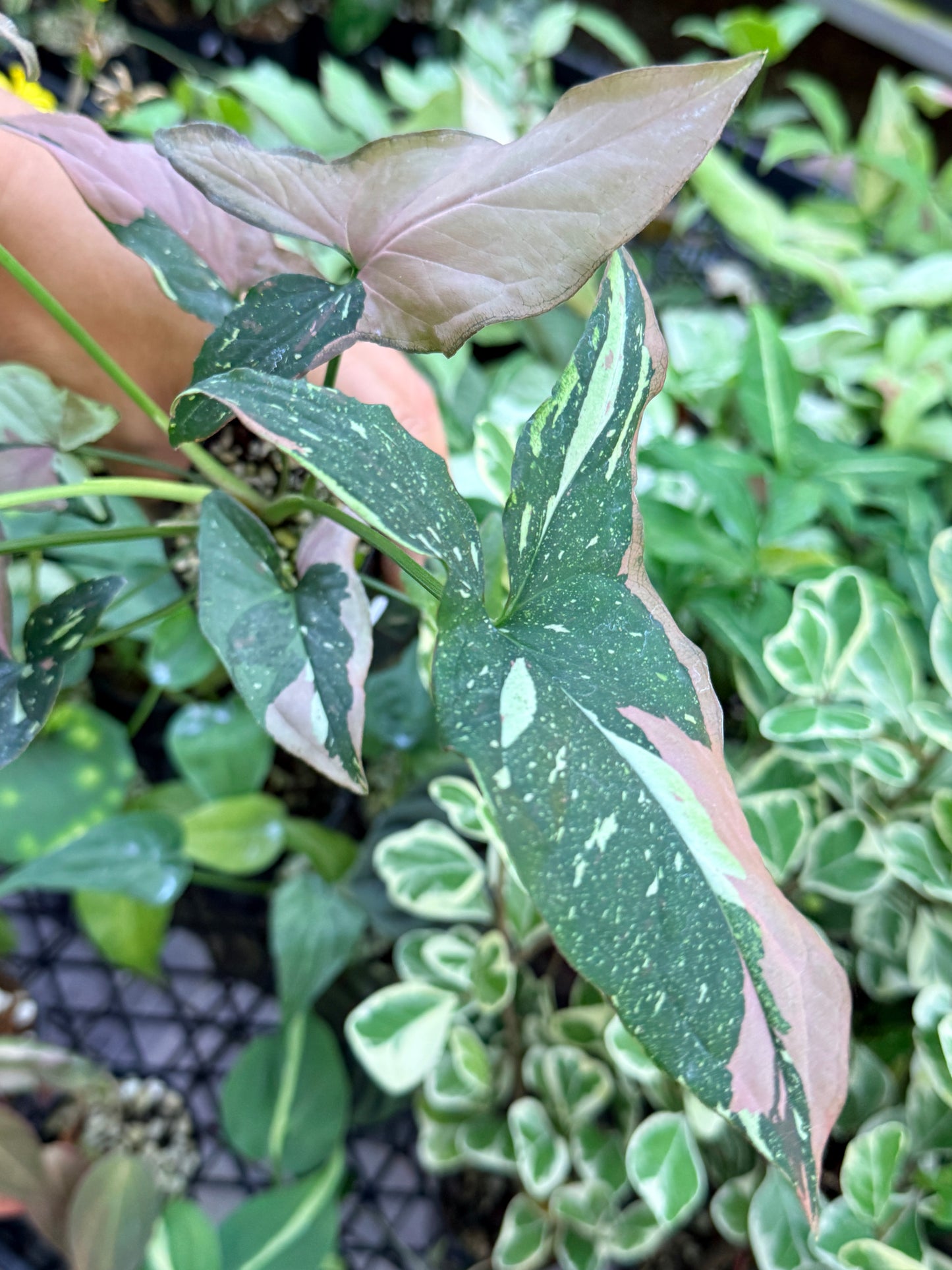 Syngonium 'Red Spot Tricolor' M76