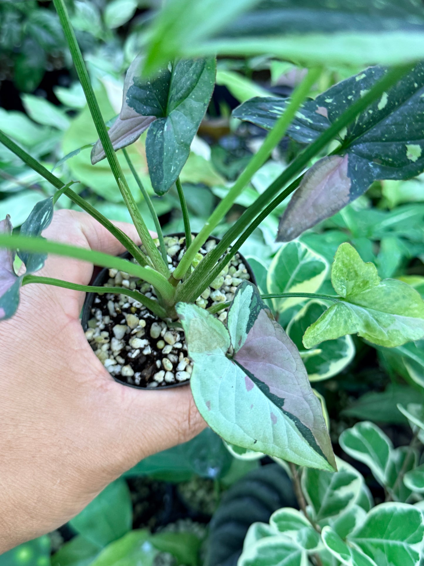 Syngonium 'Red Spot Tricolor' M76