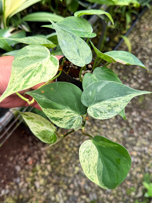 Philodendron 'Variegated Heartleaf'  T10
