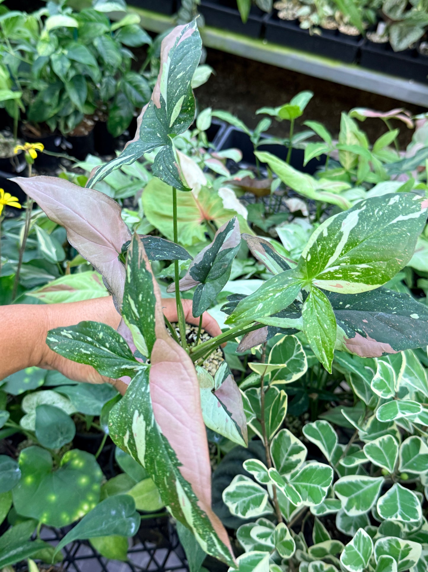 Syngonium 'Red Spot Tricolor' M76
