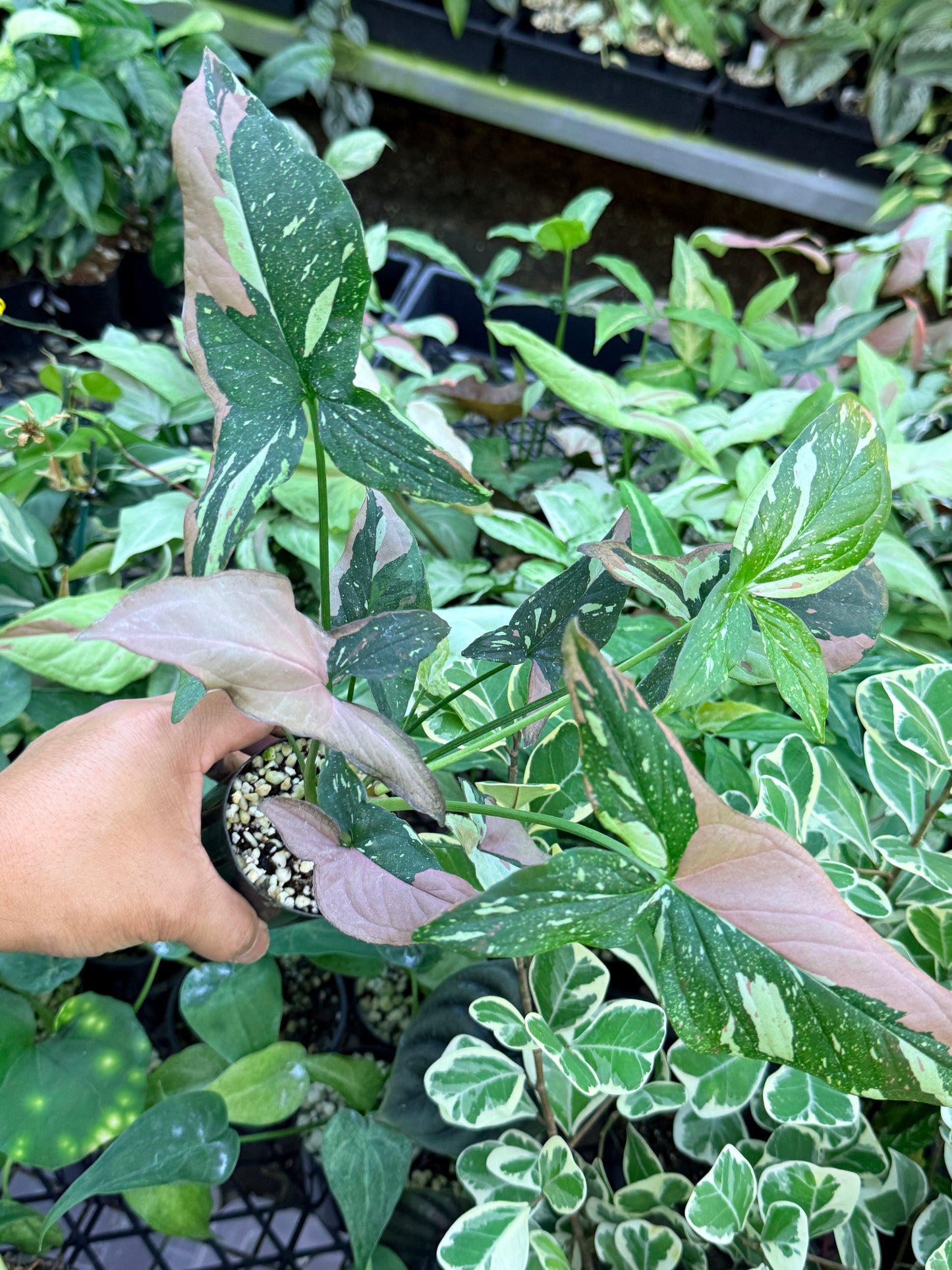 Syngonium 'Red Spot Tricolor' M76