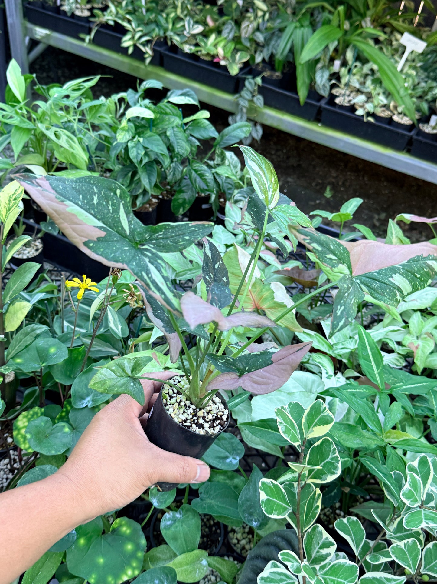 Syngonium 'Red Spot Tricolor' M76