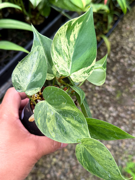 Philodendron 'Variegated Heartleaf'  T9