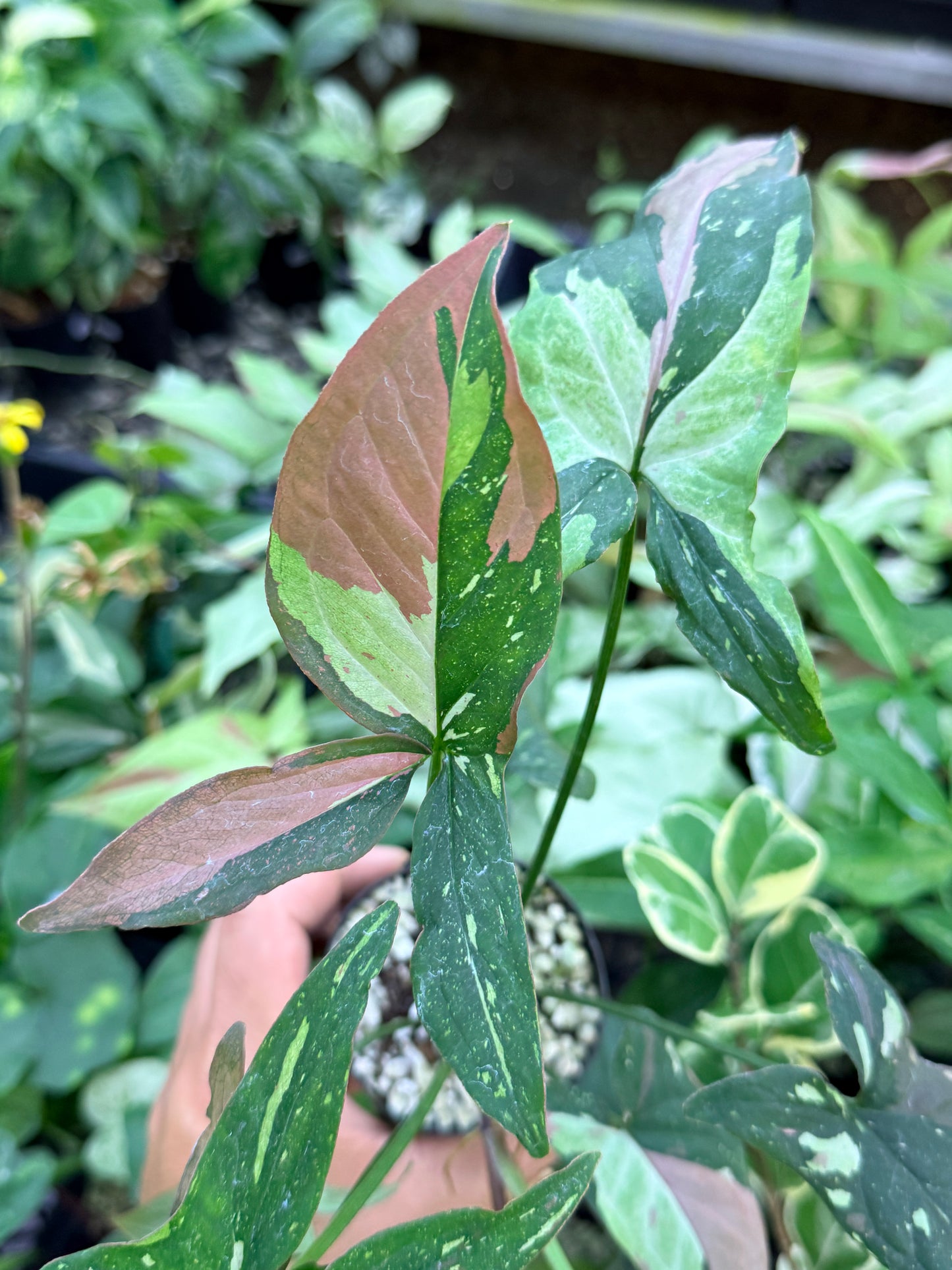 Syngonium 'Red Spot Tricolor' M75